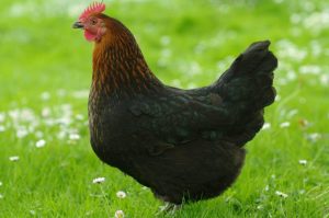 Black Sex Link Chickens - Brown Egg Layers | Cackle Hatchery®