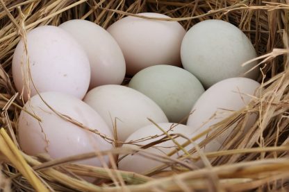 Fawn and White Runner Duck Eggs