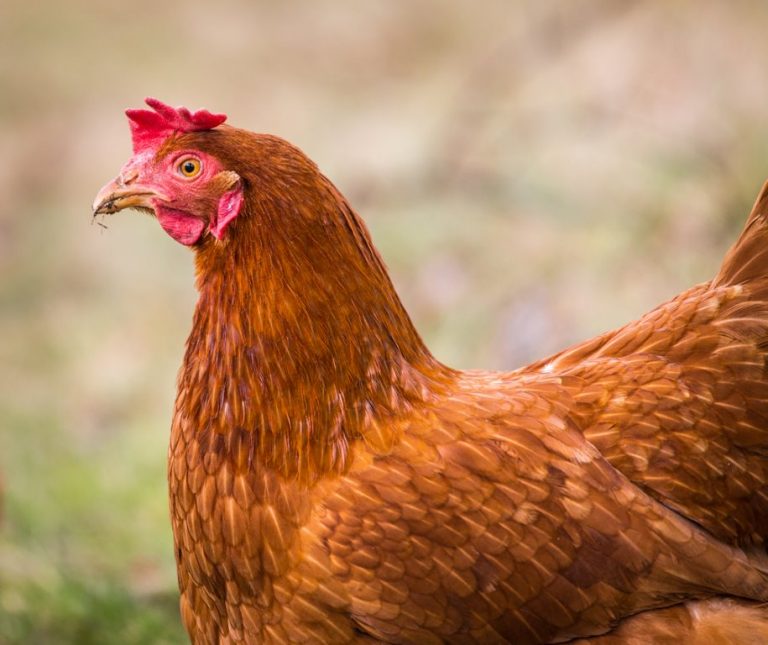 Production Red Chicken