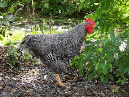 Barred Standard Plymouth Rock Chicken