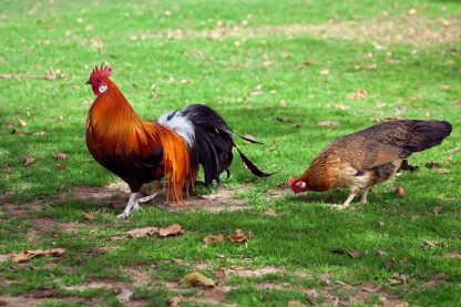 Black Breasted Red Standard Phoenix Chicken