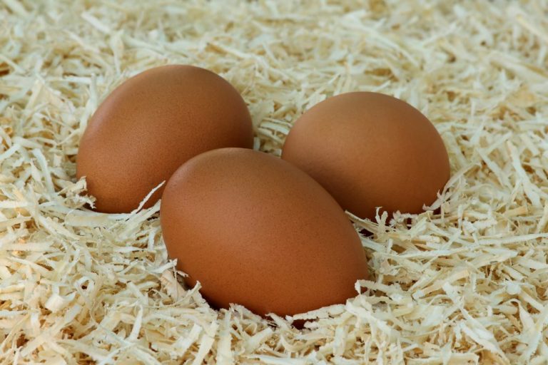 Cuckoo Marans Chicken Eggs