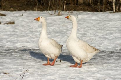 White Embden Geese