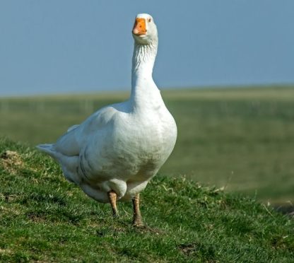 White Embden Goose
