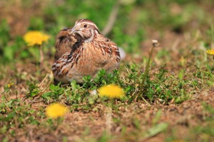 Pharaoh Coturnix Quail-4317