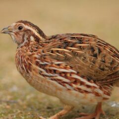 Pharaoh Coturnix Quail-0