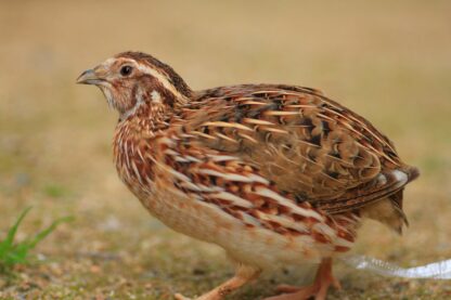 Pharaoh Coturnix Quail-0