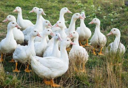 White Pekin Duck-3896