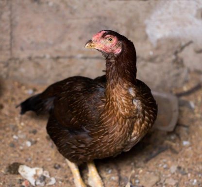 Black Breasted Red Aseel