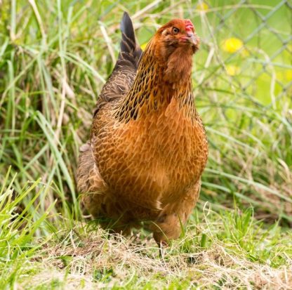 Easter Egg Chicken