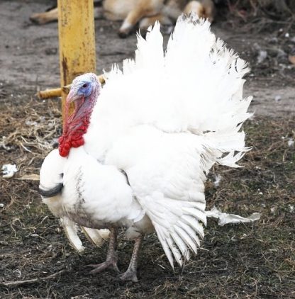 White Broad Breasted Turkeys