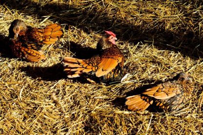 Golden Sebright Bantams