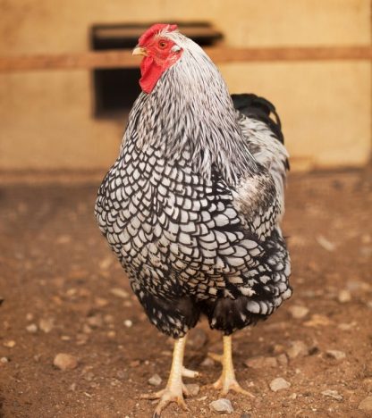 Black Laced Silver Wyandotte Chicken