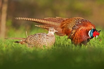 Ringneck Pheasant -4325