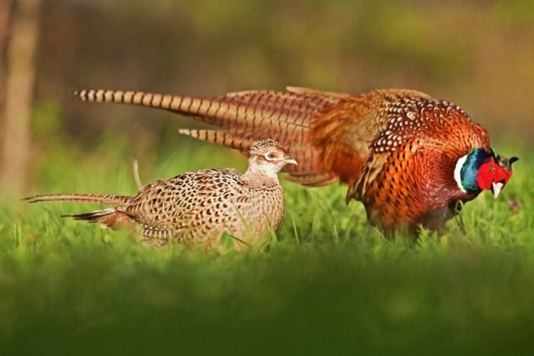 Ringneck Pheasant -4325