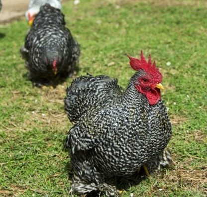 Barred Cochin Bantam Chickens