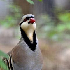 Chukar Partridge for Sale