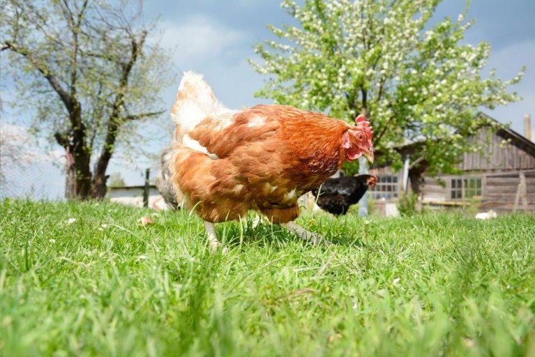 Golden Comet Chicken