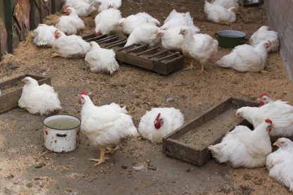 Jumbo Cornish Cross Chickens