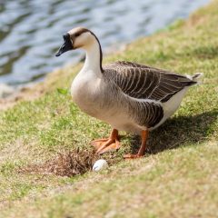 African Geese -3985