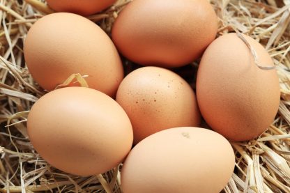 Rhode Island White Chicken Eggs