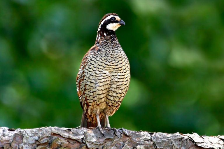 Thumbnail for Quail Chicks Frozen Thawed Nutrition Chart Daily