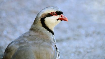 Chukar Partridge-4330