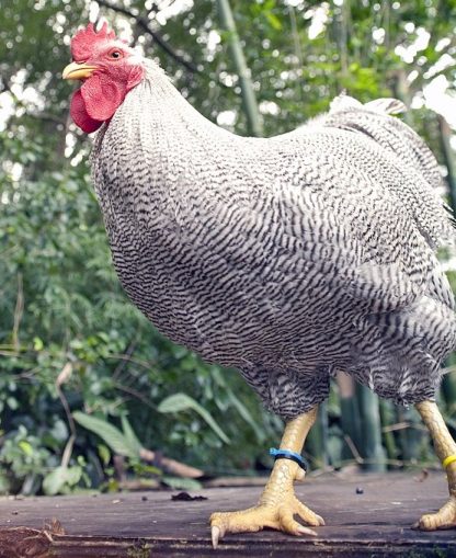 Barred Rock Bantams