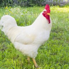 White Rock Plymuoth Chicken