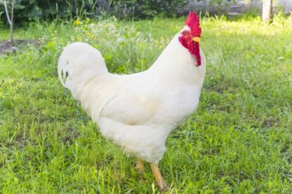 White Rock Plymuoth Chicken