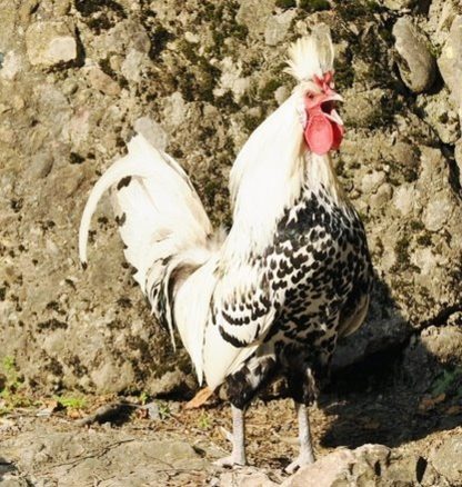 Silver Spangled Appenzeller Spitzhauben Chicken