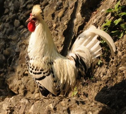 Silver Spangled Appenzeller Spitzhauben Chickens for Sale