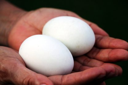 Welsh Harlequin Duck Egg