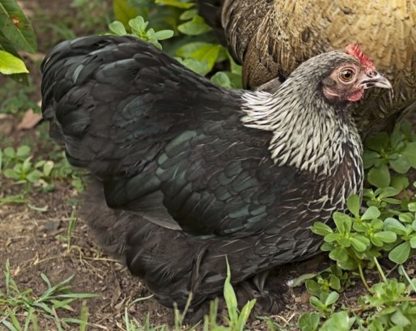 Birchen Cochin Bantam