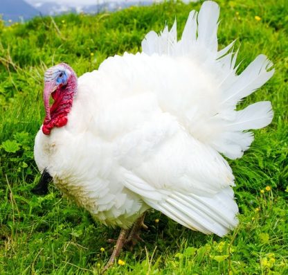 White Broad Breasted Turkeys