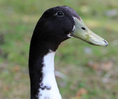 Black Swedish Duck