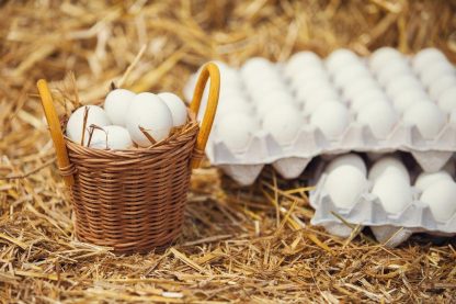 White Faced Black Spanish Bantam Eggs