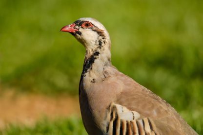 Chukar Partridge-4332