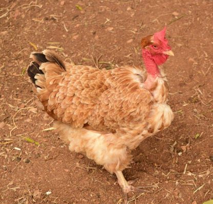 Turken Naked Neck Chicken Roosters For Sale