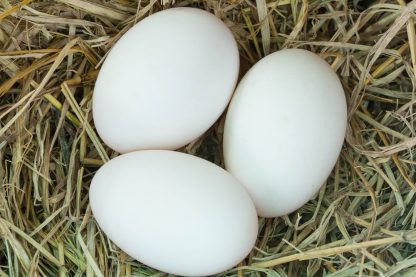 Rouen Ducks Eggs