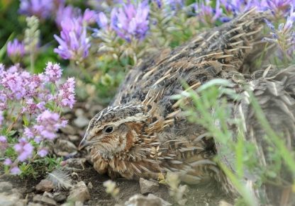 Pharaoh Coturnix Quail-4318