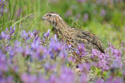 Pharaoh Coturnix Quail-4319