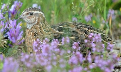 Pharaoh Coturnix Quail-4320