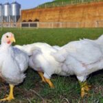 Pen of Cornish Cross Chickens For Sale