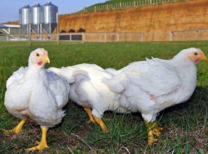 Pen of Cornish Cross Chickens For Sale