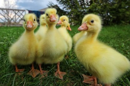 White Chinese Goose