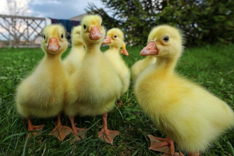White Chinese Geese Baby Gosling for Sale Cackle Hatchery®