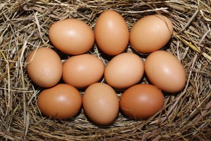 Dark Brahma Chicken Eggs