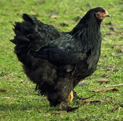 Black Cochin Standard Chicken