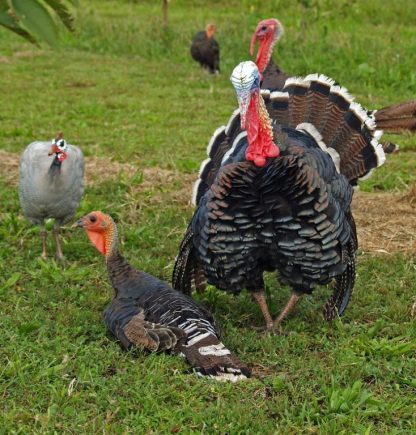 Broad Breasted Bronze Turkey-3800